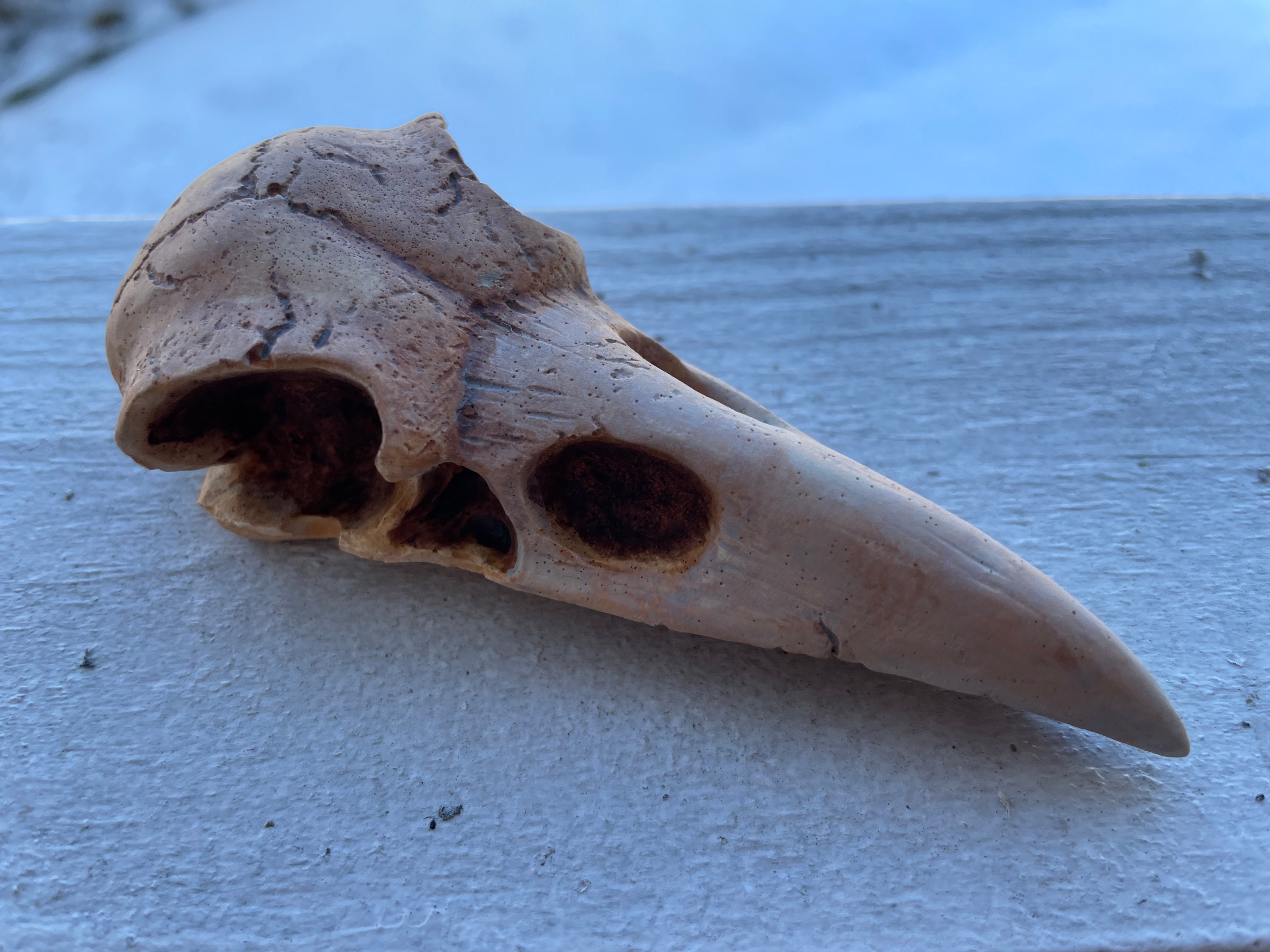 Bone Crow Skull