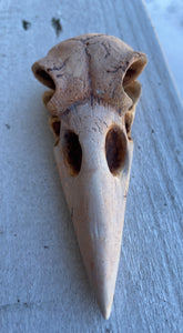 Bone Crow Skull